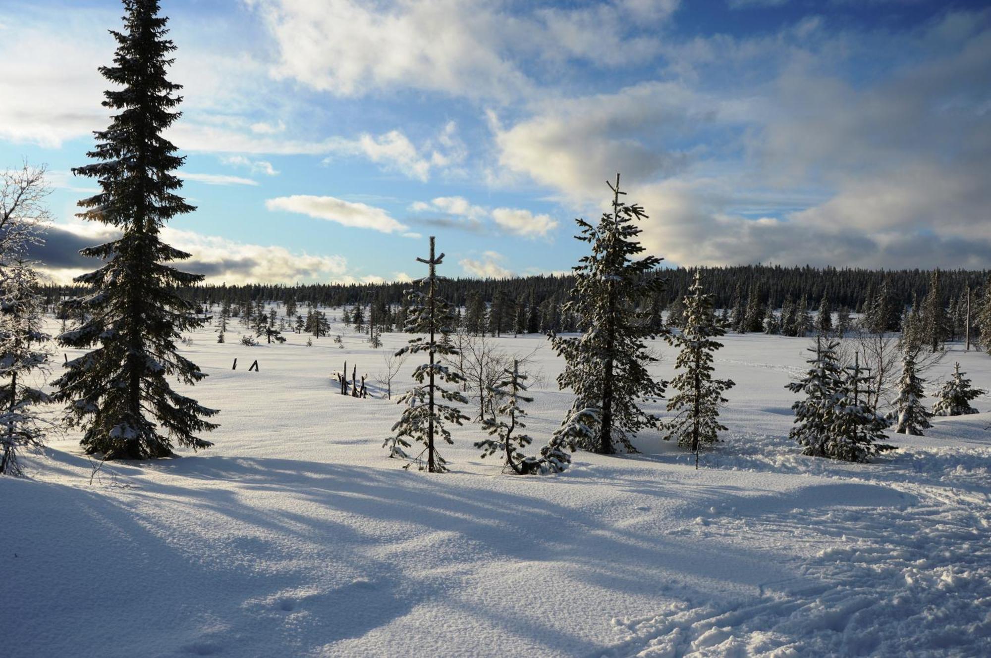 14 - Fulufjellets Nasjonalparker - Natur-, Dyre- Og Fugleopplevelser Trysil Kültér fotó