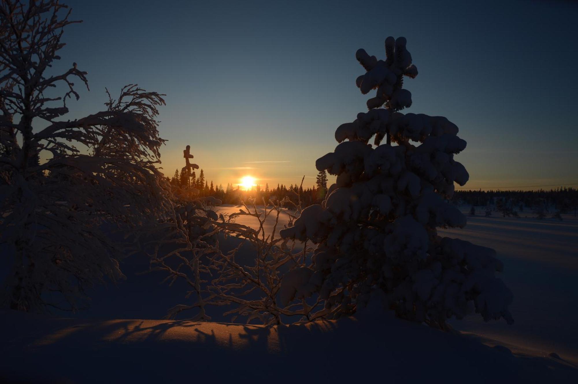 14 - Fulufjellets Nasjonalparker - Natur-, Dyre- Og Fugleopplevelser Trysil Kültér fotó