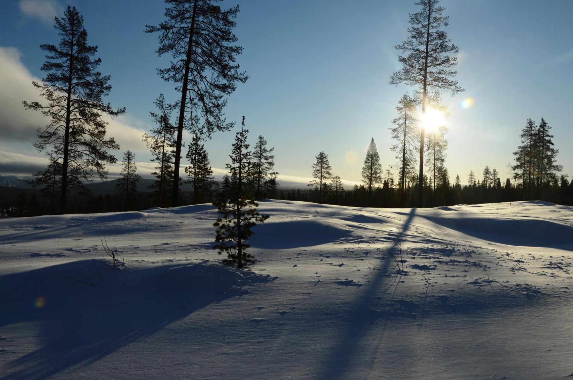 14 - Fulufjellets Nasjonalparker - Natur-, Dyre- Og Fugleopplevelser Trysil Kültér fotó
