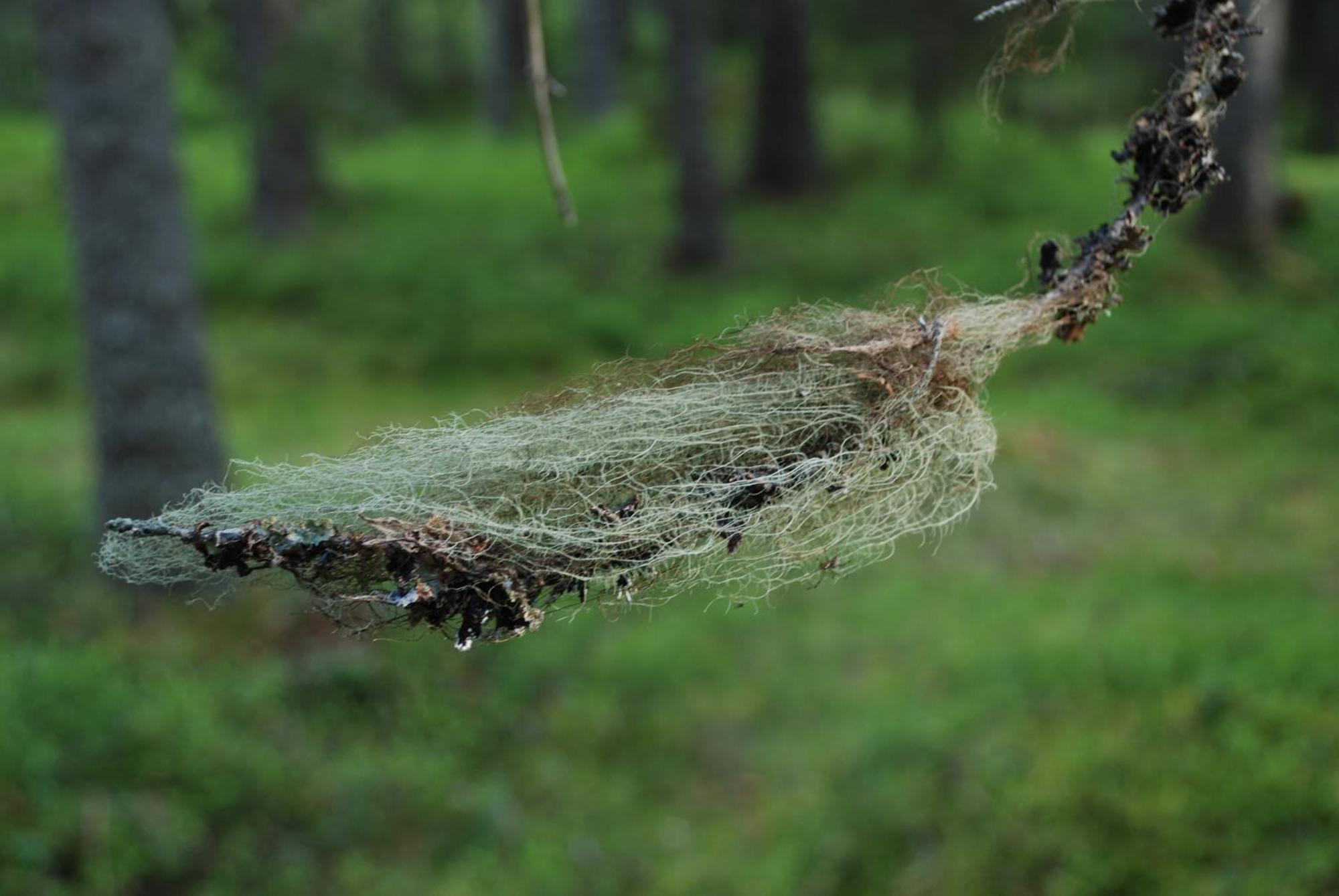 14 - Fulufjellets Nasjonalparker - Natur-, Dyre- Og Fugleopplevelser Trysil Kültér fotó