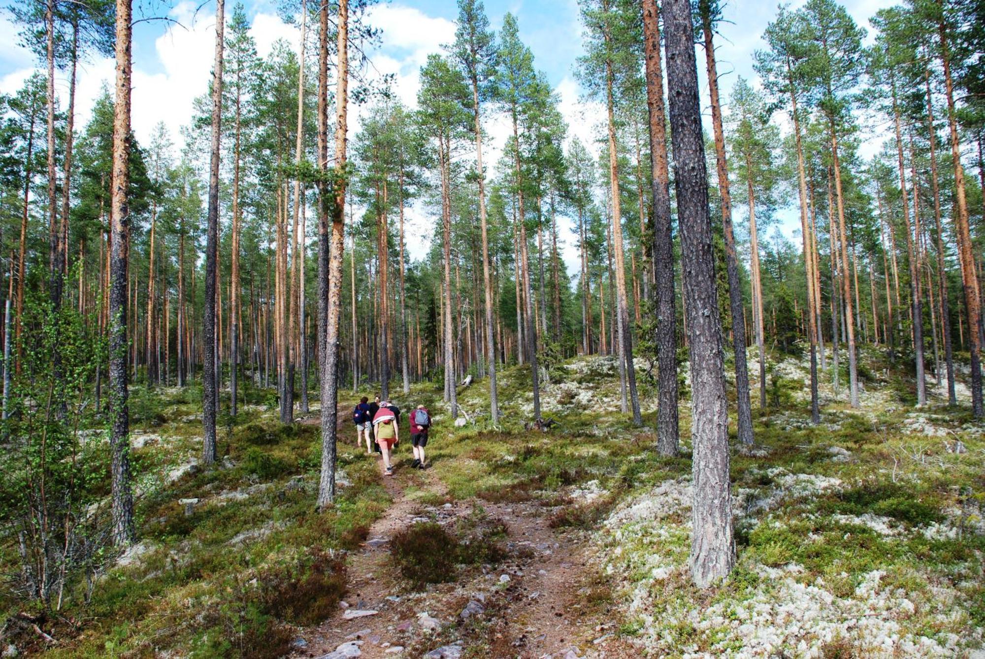 14 - Fulufjellets Nasjonalparker - Natur-, Dyre- Og Fugleopplevelser Trysil Kültér fotó