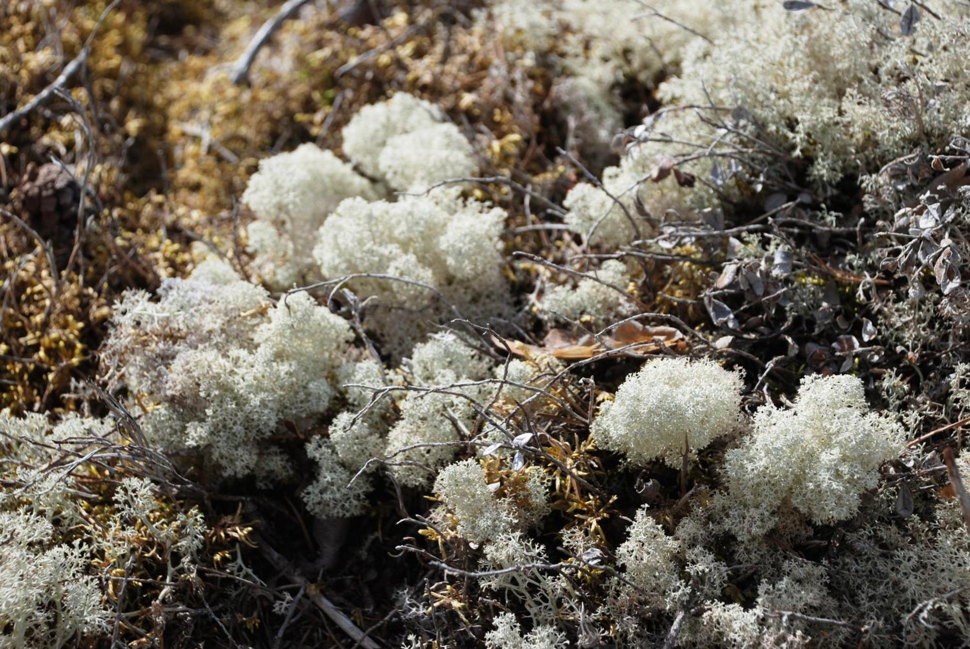 14 - Fulufjellets Nasjonalparker - Natur-, Dyre- Og Fugleopplevelser Trysil Kültér fotó