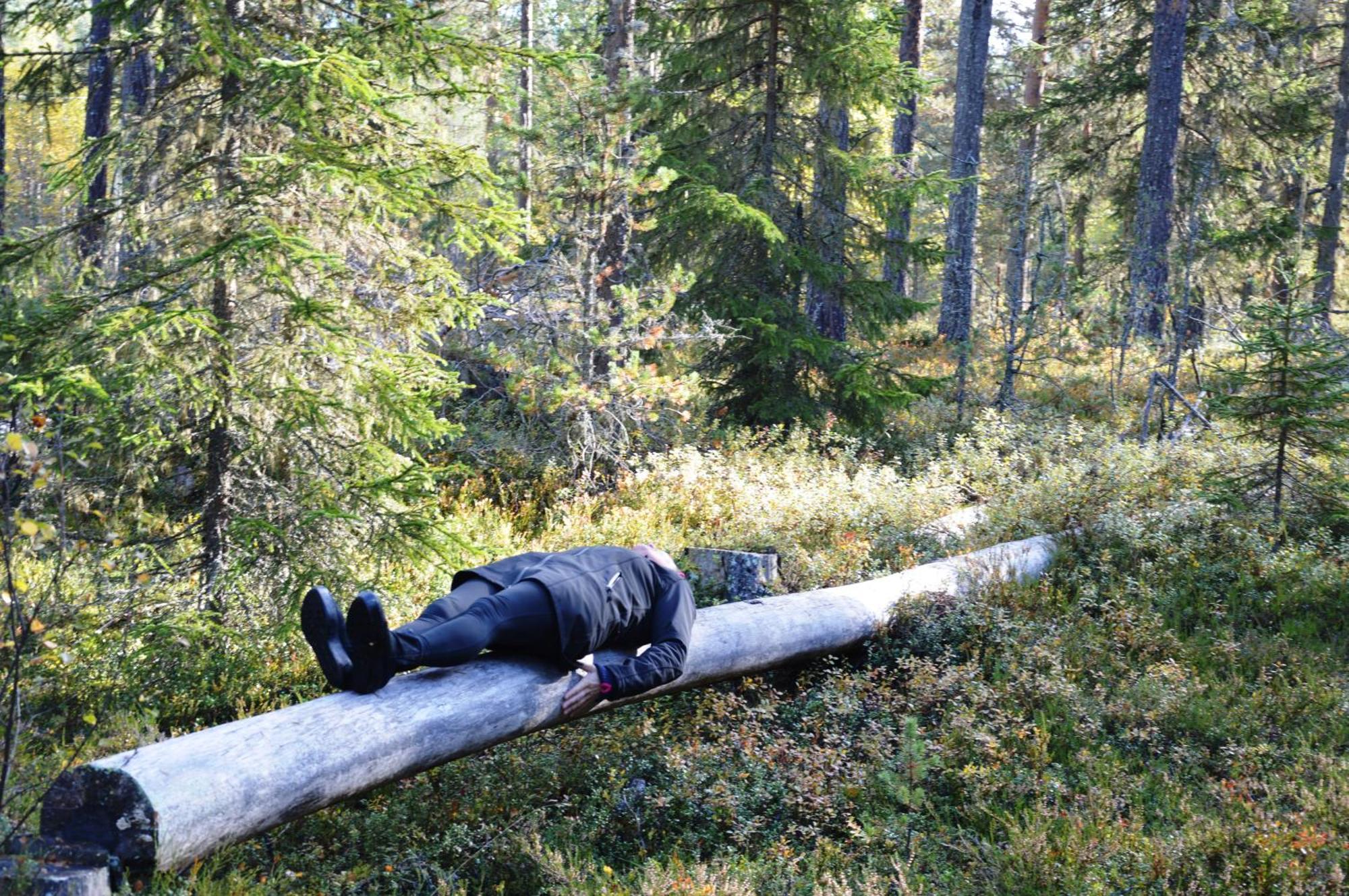 14 - Fulufjellets Nasjonalparker - Natur-, Dyre- Og Fugleopplevelser Trysil Kültér fotó