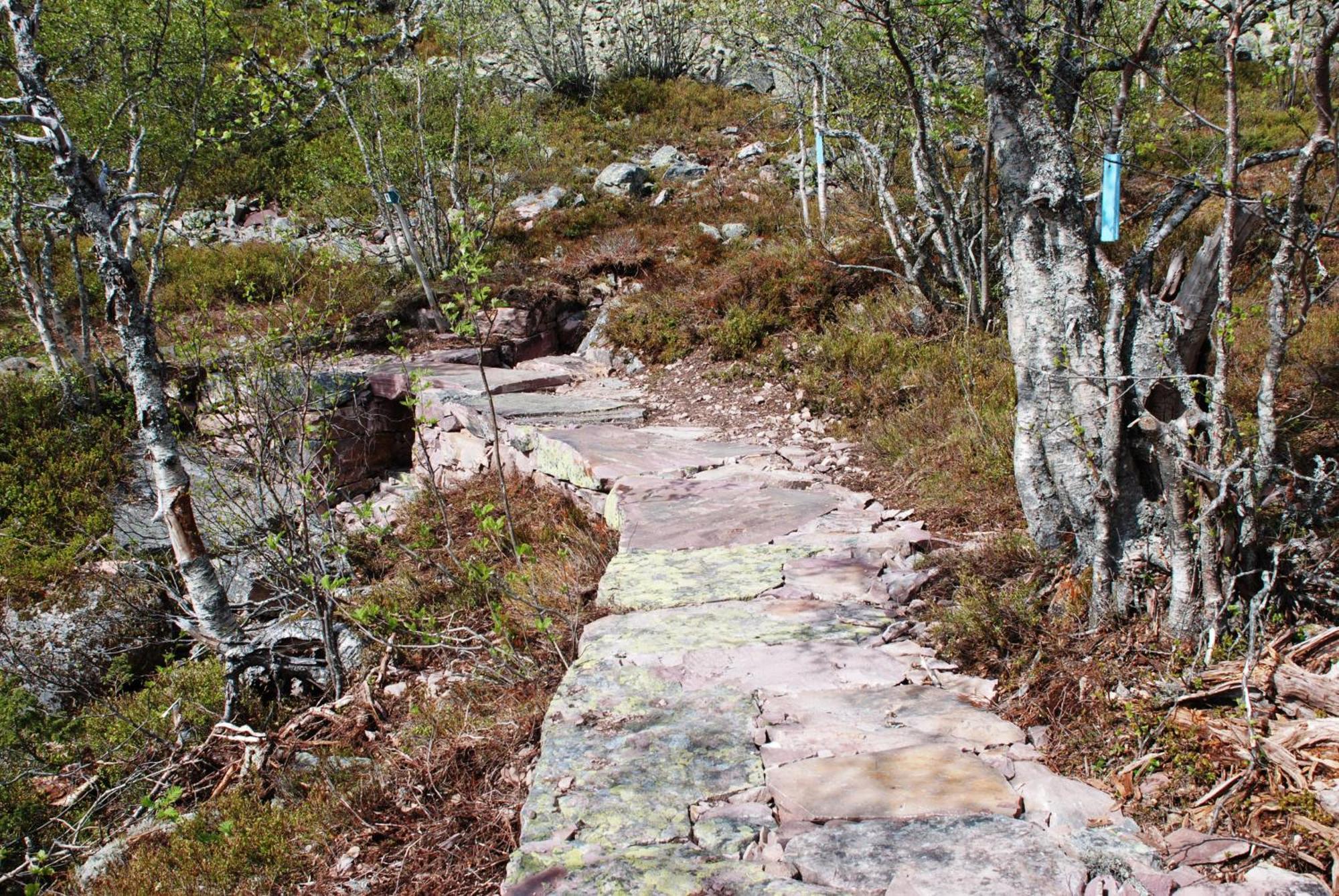 14 - Fulufjellets Nasjonalparker - Natur-, Dyre- Og Fugleopplevelser Trysil Kültér fotó
