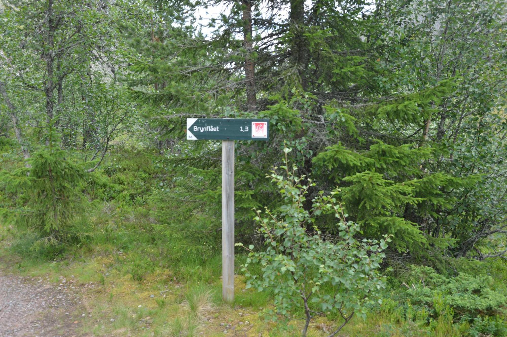14 - Fulufjellets Nasjonalparker - Natur-, Dyre- Og Fugleopplevelser Trysil Kültér fotó
