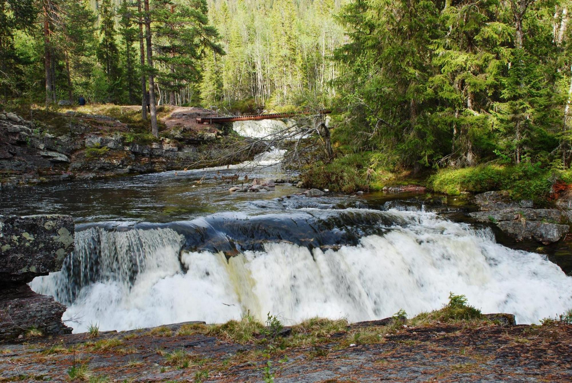14 - Fulufjellets Nasjonalparker - Natur-, Dyre- Og Fugleopplevelser Trysil Kültér fotó